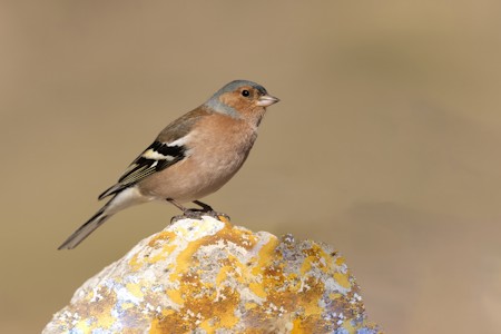 Animal, Anthus, Bird, Finch